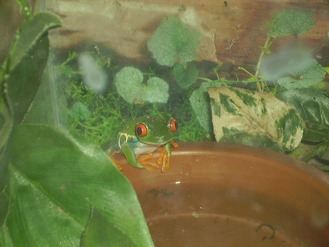 Red-Eyed Tree Frog