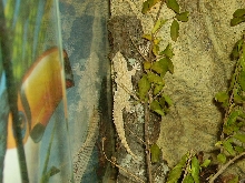 Crocodile Gecko Climbing Wall