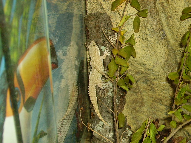 Crocodile Gecko Climbing Wall