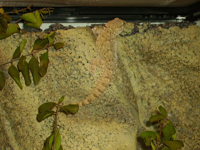 Crocodile Gecko Climbing Wall