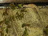 Crocodile Gecko Climbing Wall