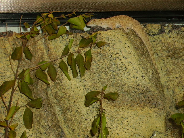 Crocodile Gecko Climbing Wall