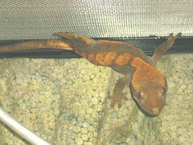 Cresty Saying Hi!