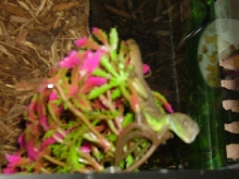 First Pic Of Baby Water Dragon