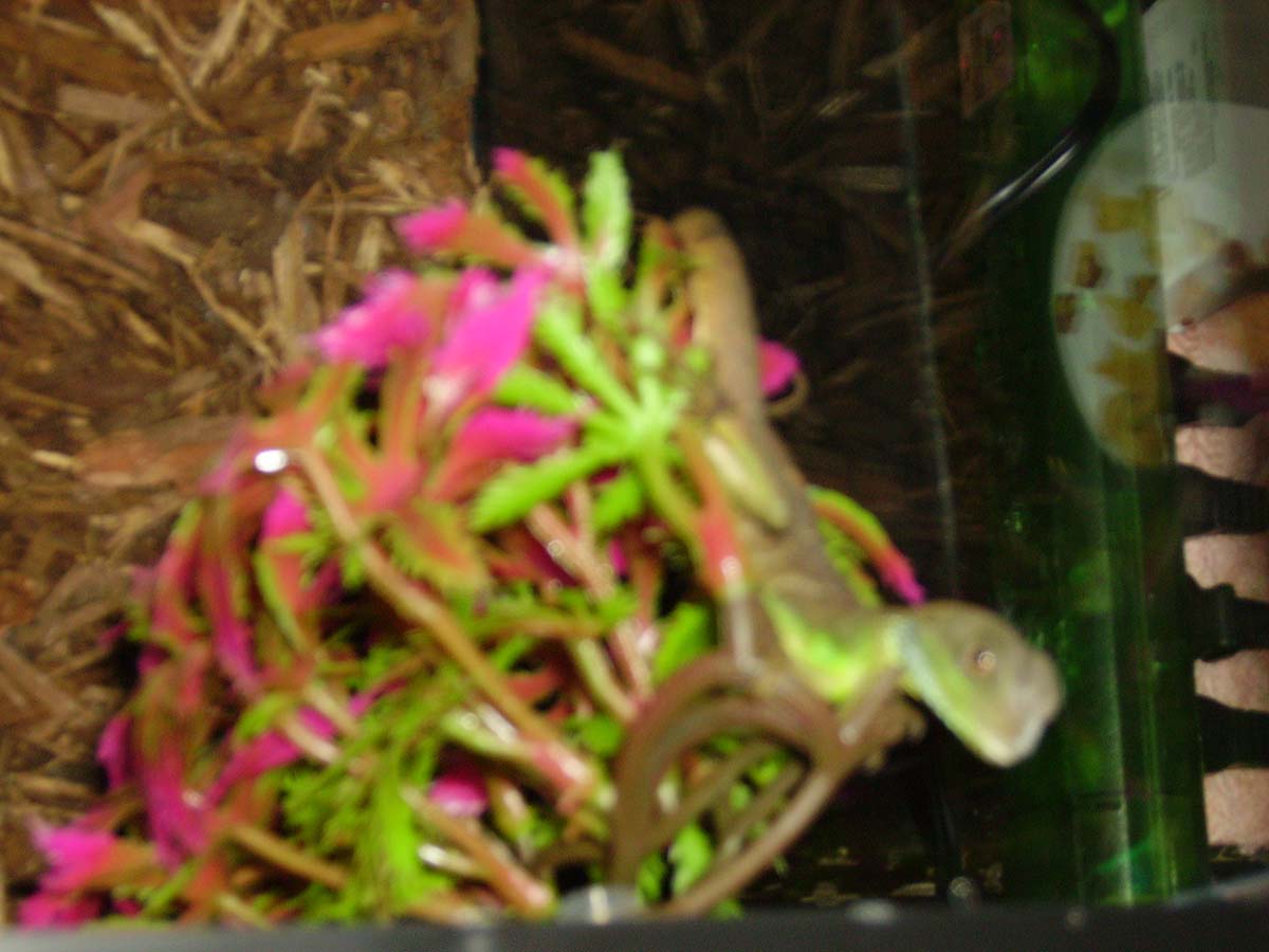 First Pic Of Baby Water Dragon