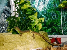 Water Dragon On Water Bowl 2