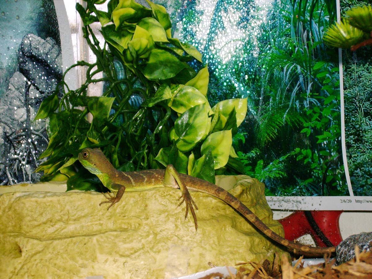 Water Dragon On Water Bowl 2