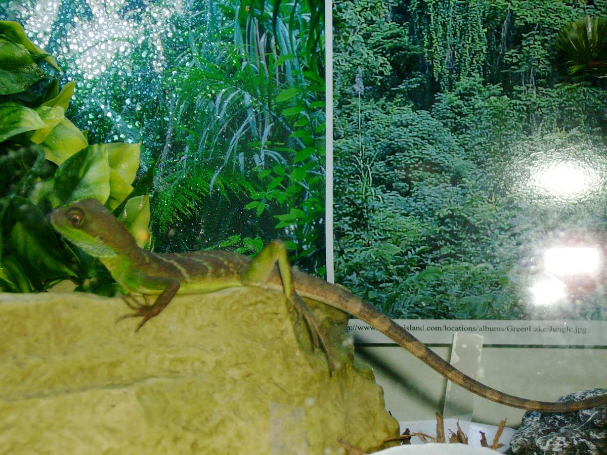 Water Dragon On Water Bowl 3
