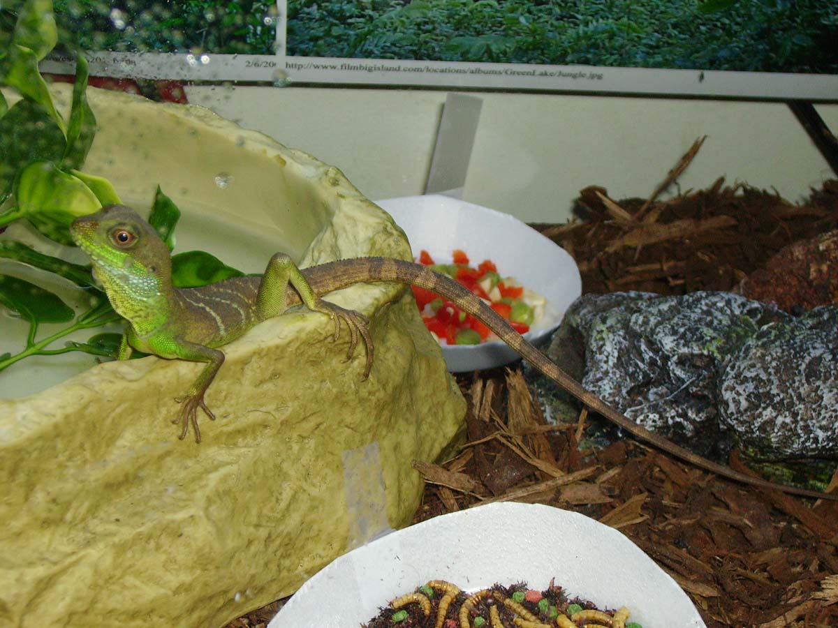 Water Dragon On Water Bowl