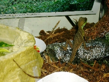 Water Dragon On Rock