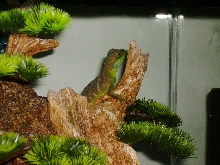 Water Dragon On His Bonsai Tree (Closeup)