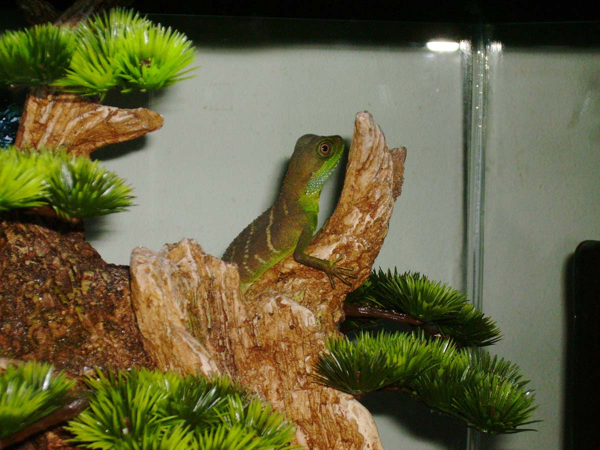 Water Dragon On His Bonsai Tree (Closeup)