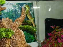 Water Dragon Climbing His Bonsai Tree