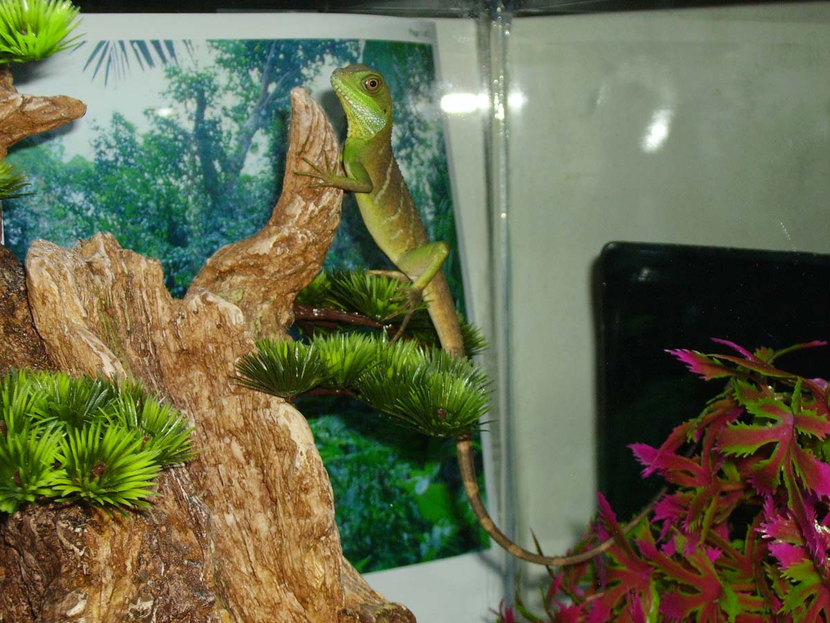 Water Dragon Climbing His Bonsai Tree