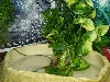 Water Dragon Basking In The Water Bowl