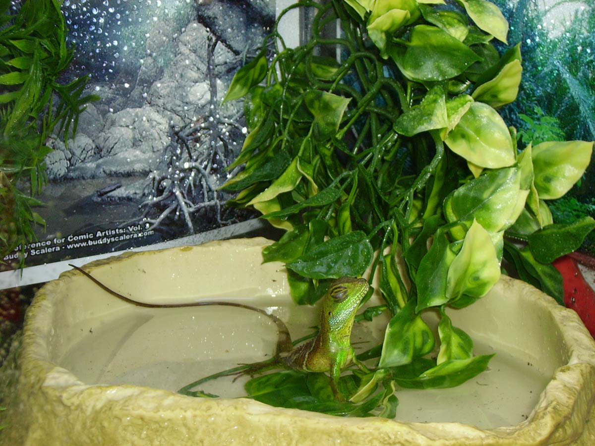 Water Dragon Basking In The Water Bowl
