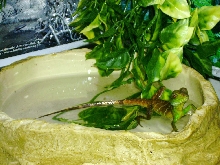 Water Dragon Climbing Out Of His Water Bowl