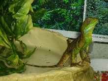 Water Dragon Drying Off After A Swim