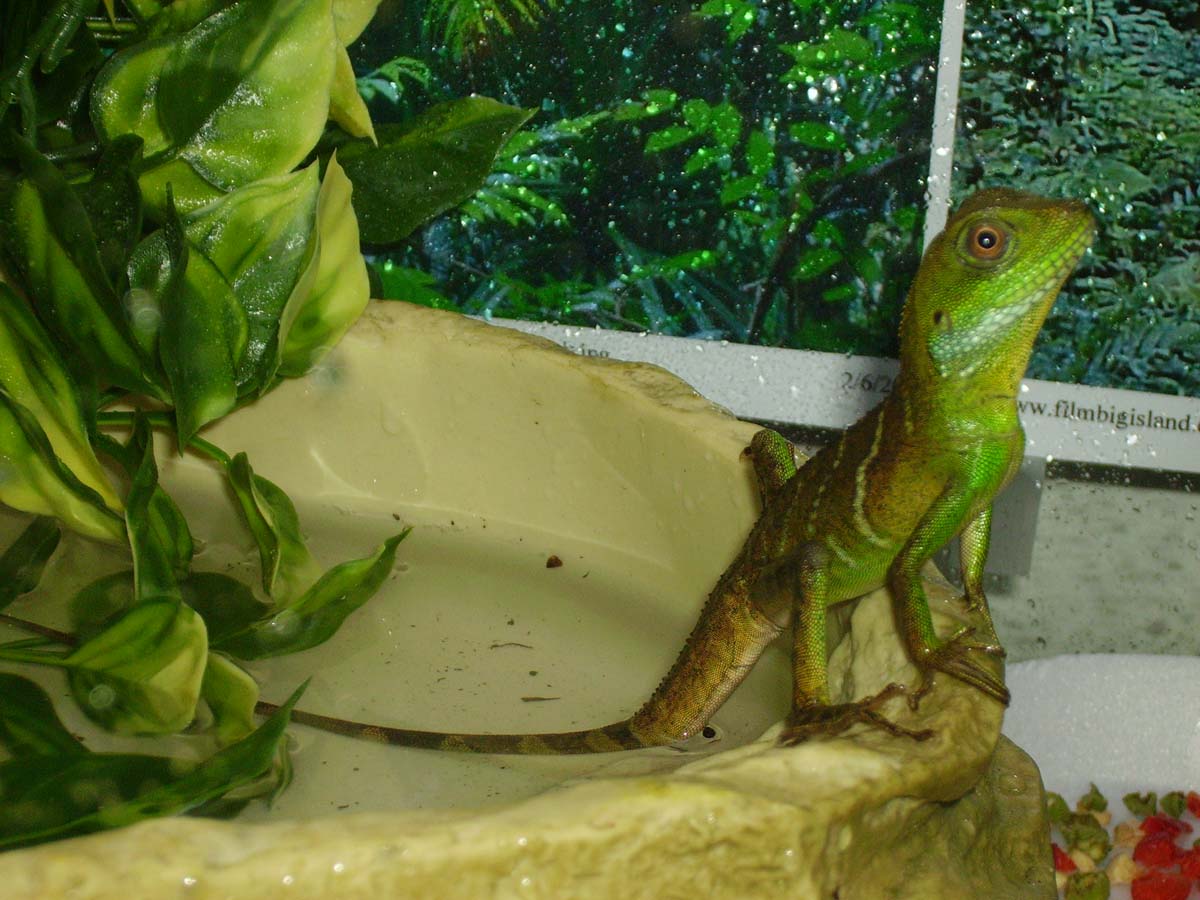Water Dragon Drying Off After A Swim