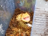 The Biggest Mouth Of Any Animal Compared To Body
