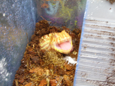 The Biggest Mouth Of Any Animal Compared To Body