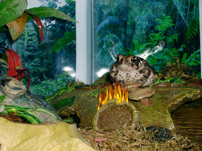 Smoking Toad
