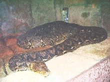 Reticulated python