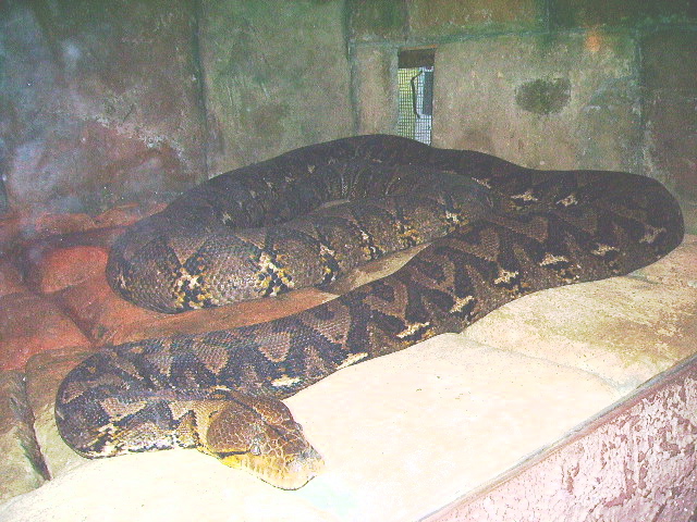 Reticulated python