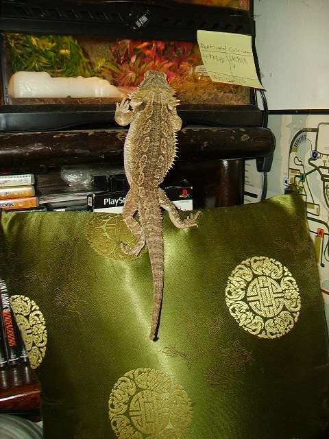 Looking Into A Neighbor Geckos House