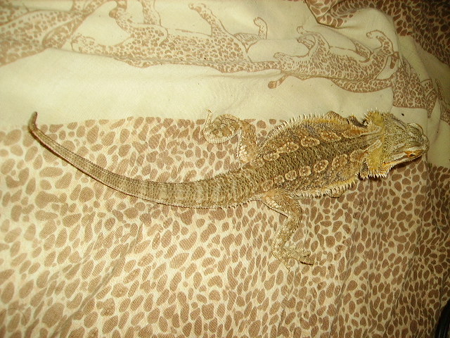 Blending Into My Blanket