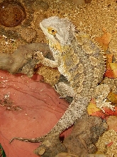 Biggie Fry Posing For A Picture