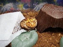 Pacman Is A Little Bloated :)
