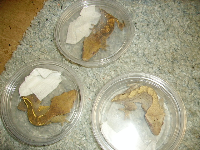 My New Geckos