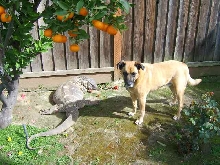 Grover weighs more than our dog