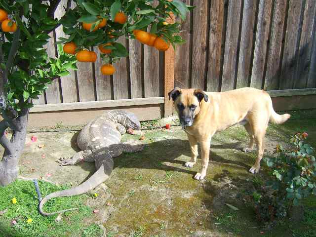 Grover weighs more than our dog
