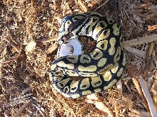Pastel Female from Neil at GolliReptiles