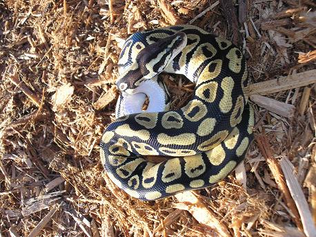 Pastel Female from Neil at GolliReptiles
