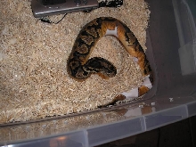 Pied Female