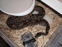 Lumpy pre-laying (Ball python)
