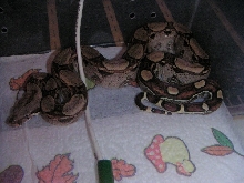 bci square tail