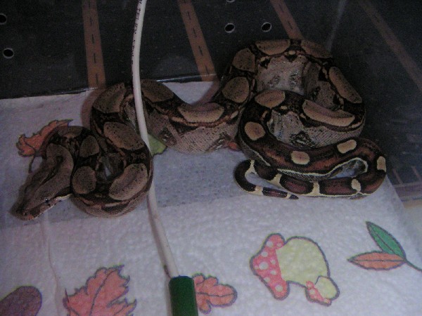 bci square tail