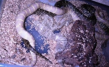 Albino x Normal Floridana mating 5/24/05