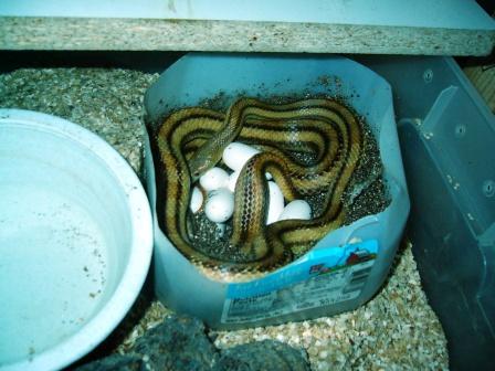 Brevard County, Florida Yellow Rat Snake laying eggs 5/8/05