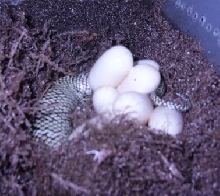 Closeup of the king laying eggs