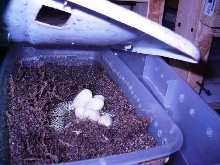 Brooks King laying eggs 5/16/05 pic 1