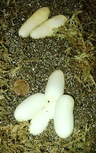 Greenville, SC Eastern King eggs laid 4/30/05