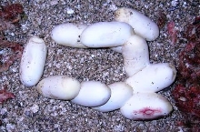 Hatteras Outer Banks Kingsnake clutch