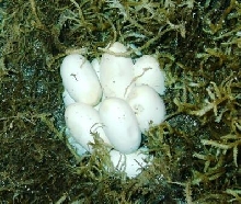 Maryland Eastern King Eggs