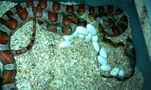 Miami Corn laying eggs