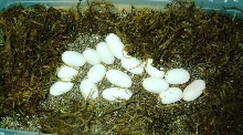 Clutch of Miami Corn Snake eggs